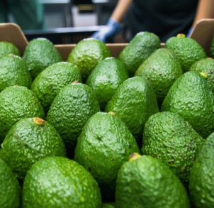 Foto Aguacate Palta